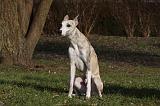 WHIPPET 395